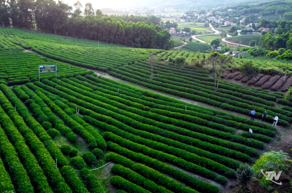Hương chè thu trong nắng
