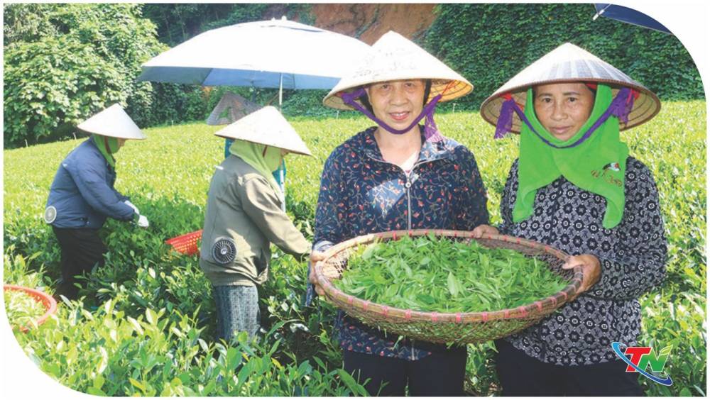 Trà Thái Nguyên - Nghệ thuật và nét văn hóa Việt