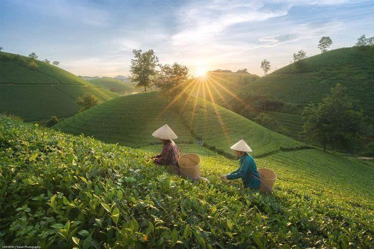 GIẢI GOLF VÀ “THƯỞNG TRÀ TRONG MÂY”