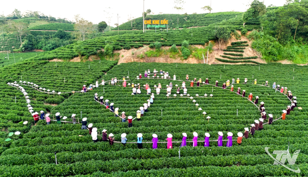 Kỳ vọng từ những vùng chè
