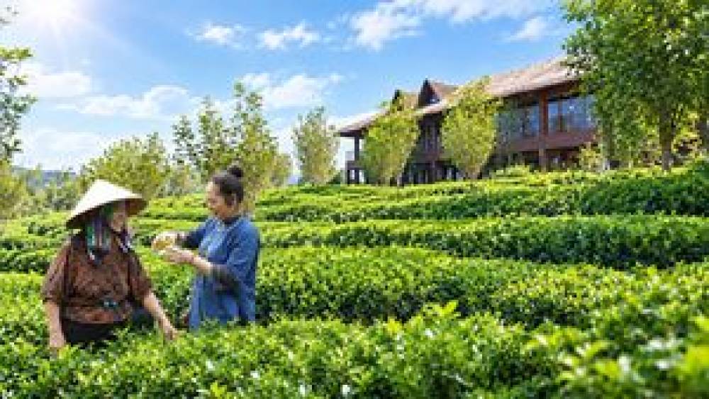 'Ngũ đại danh trà' - mã định danh văn hóa của trà Thái Nguyên