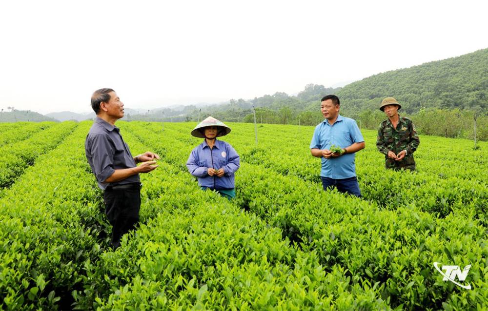 Gieo màu xanh trên đất Sông Cầu