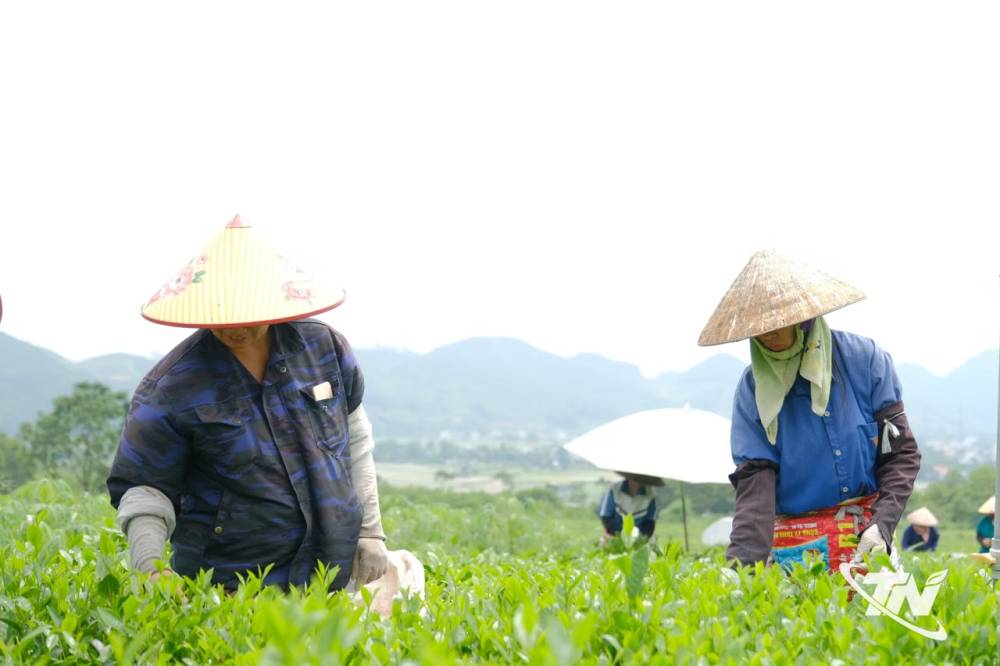 Vạn Phú phát triển cây chè theo hướng hữu cơ, bền vững