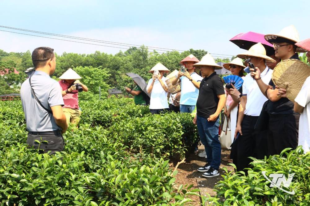 Trải nghiệm giữa lòng 'Đệ nhất danh trà'