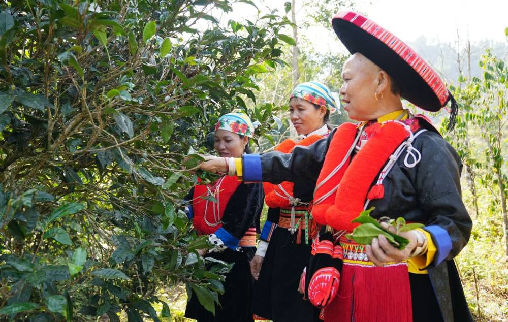 Lập hồ sơ Tri thức dân gian 'Văn hóa trà Thái Nguyên' đề nghị ghi danh Di sản văn hóa phi vật thể quốc gia