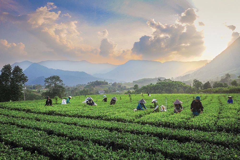 'Ngũ đại danh trà' vào thu