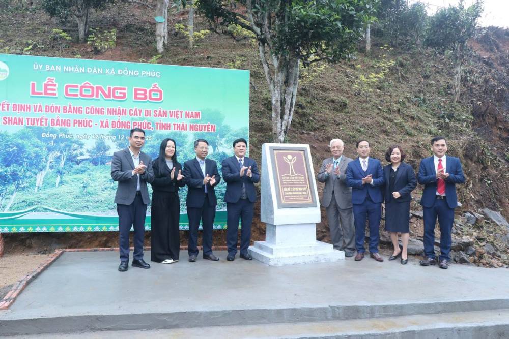 Hương trà di sản trên đỉnh Vằng Hên