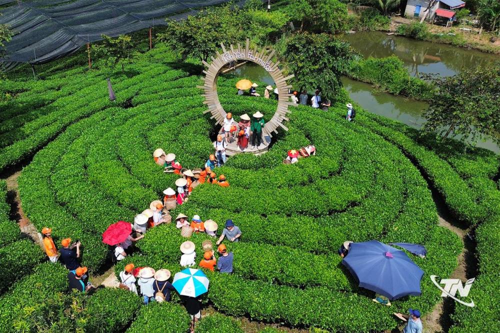 Khát vọng vươn xa từ vùng 'Đệ nhất danh trà'