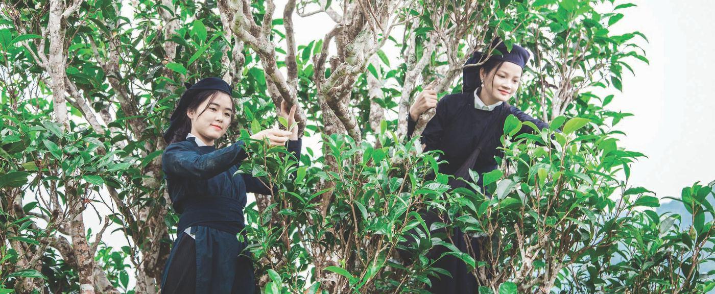 Thu hái chè Shan tuyết Đồng Phúc