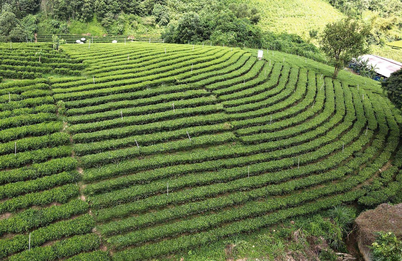 Trà Trại Cài