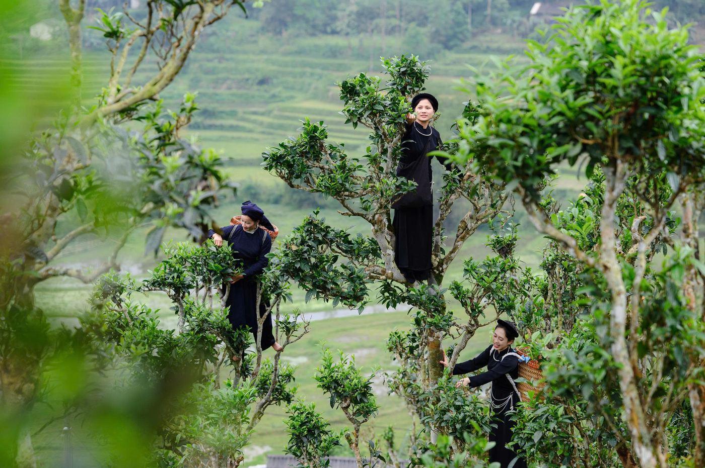 Trà Đồng Phúc