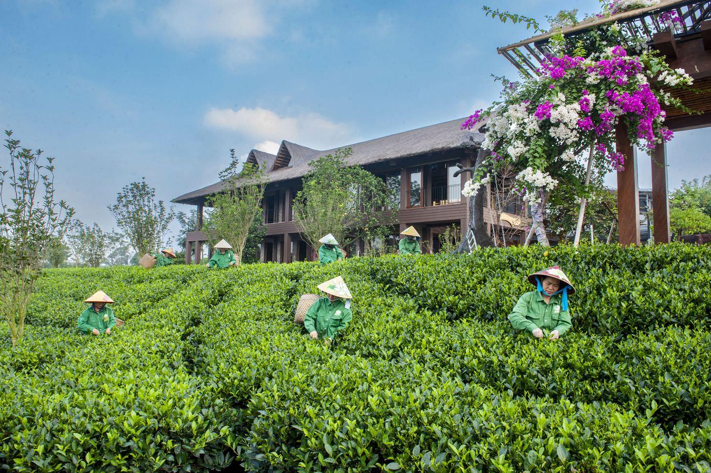 Tham quan đồi chè Tân Cương