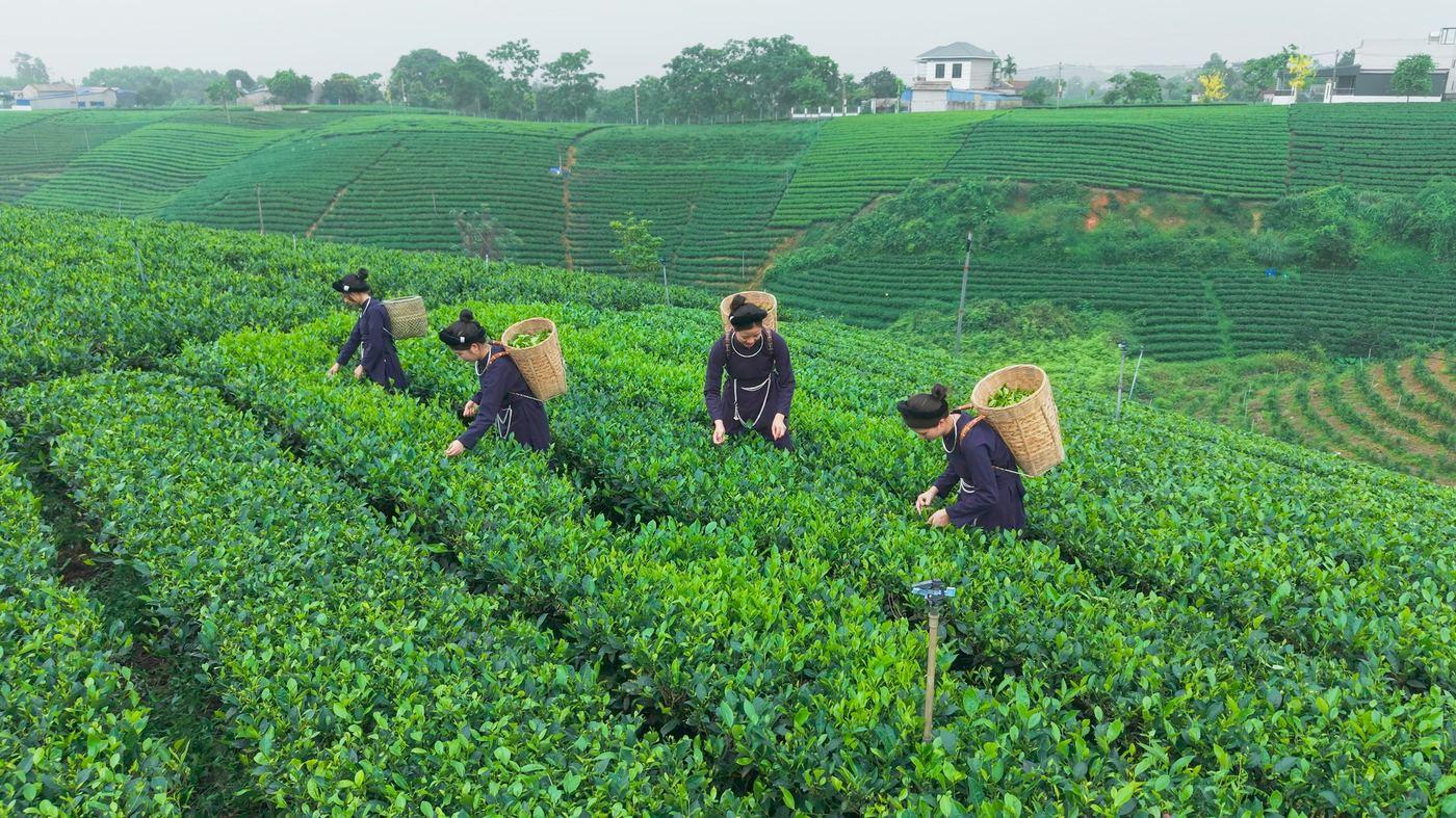 Trà La Bằng
